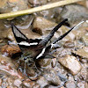 White Dragontail