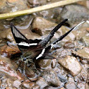 White Dragontail