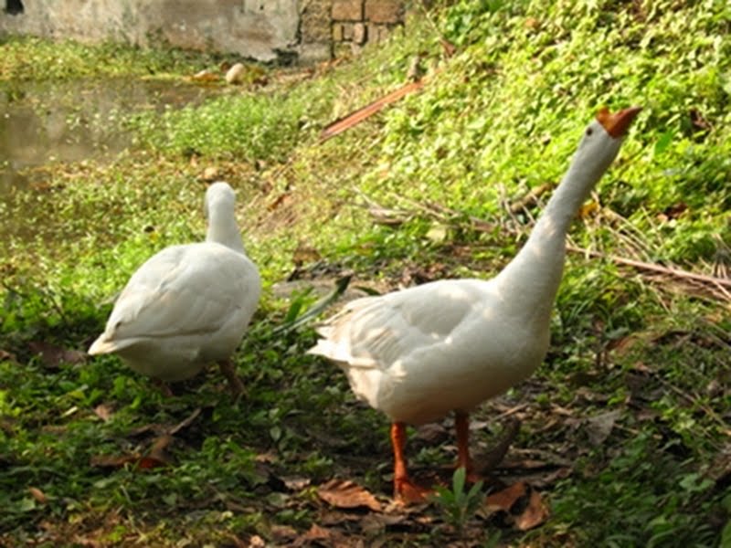 Domestic Goose