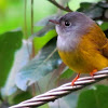 Grey-headed Canary-flycatcher