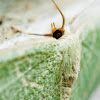 Wavy Lined Emerald