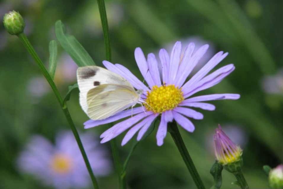 common cabbage butterfly