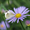 common cabbage butterfly