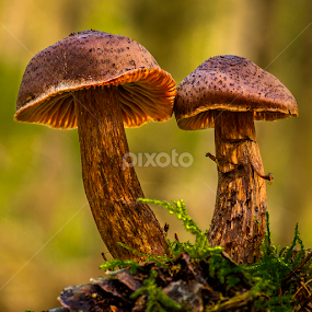 Shrooms by Peter Samuelsson - Nature Up Close Mushrooms & Fungi