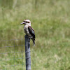 Kookaburra