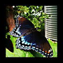 Blue monarch