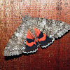 Once-married Underwing