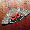 Once-married Underwing