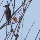 Cedar Waxwing