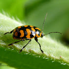 Checkered leaf beetle
