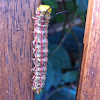 Pink striped oakworm