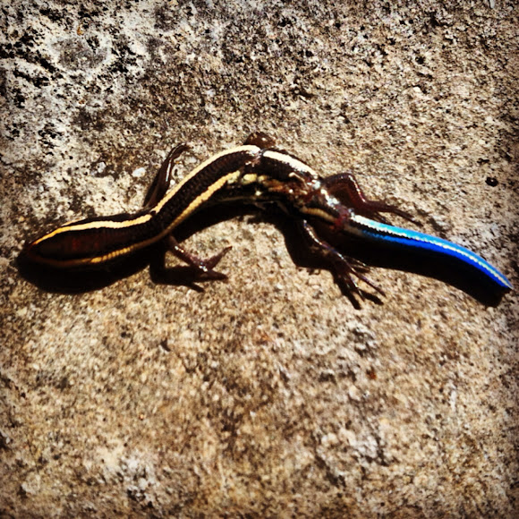 Bluetailed Skink Project Noah