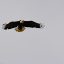 Adult Female Eagle (nest...two fledglings)