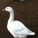 Domestic Goose