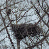 Bald eagle (female & nest)