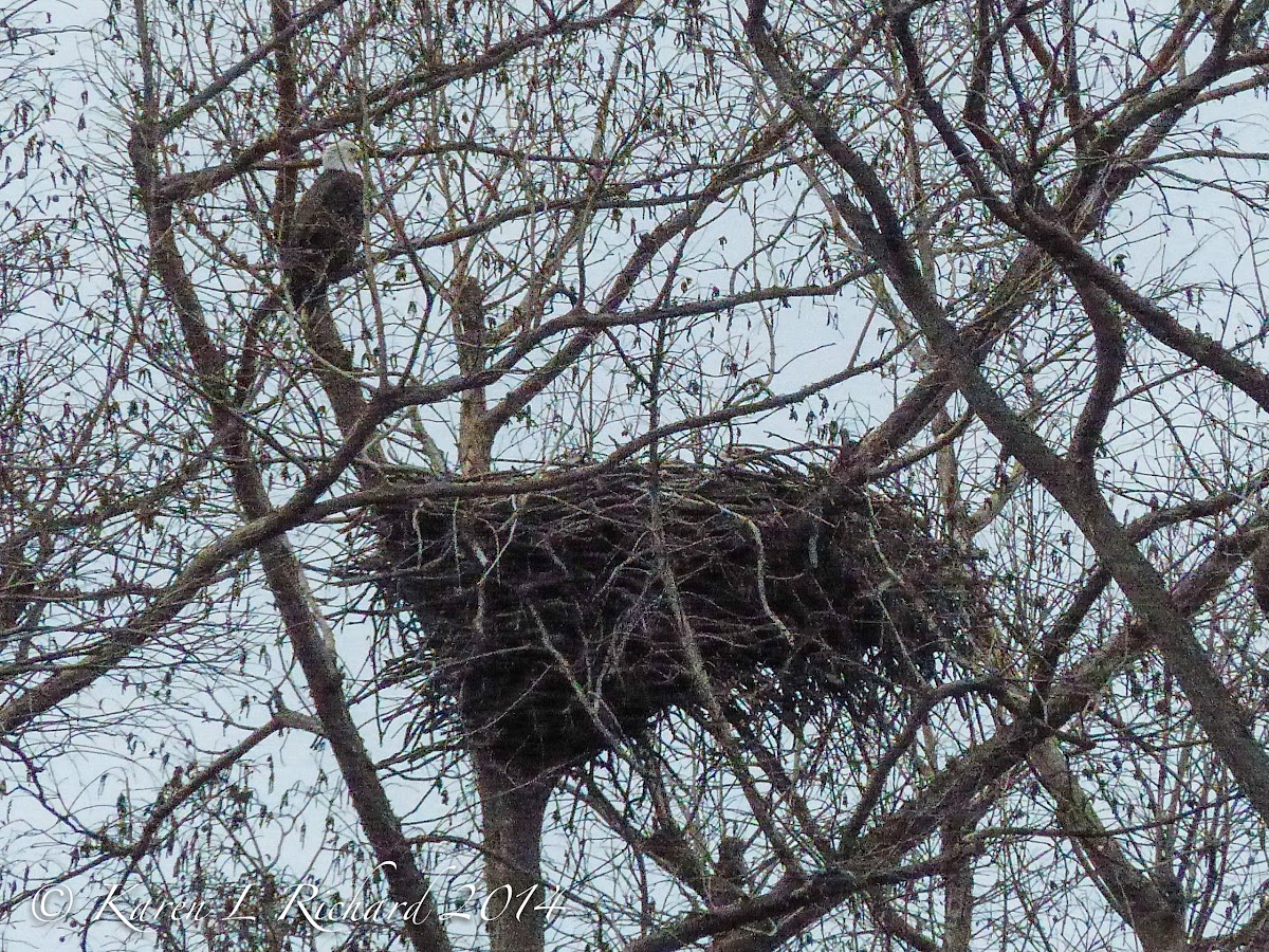 Bald eagle (female & nest)