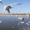 Brown-headed Gull