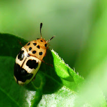 Beetles of Costa Rica