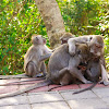 Balinese Long Tailed Macaque