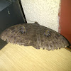 Walkers Owl Moth
