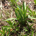 Obedient plant