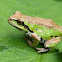 Pacific Tree Frog