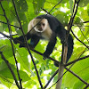 White-faced Capuchin