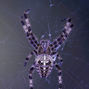 Spider brings gain by Peri Mario Angelo - Animals Insects & Spiders