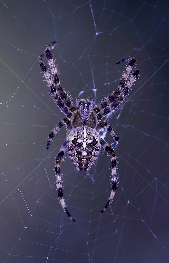 Spider brings gain by Peri Mario Angelo - Animals Insects & Spiders