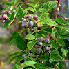 Hill raspberry, Mysore rasberry