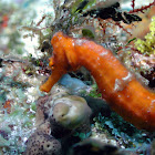 Slender Seahorse