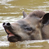 Brazilian Tapir