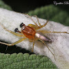 Striped Lynx Spider