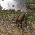 Long talked macaque