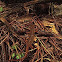 Red-spotted newt