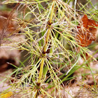 Horsetails