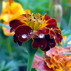 Refreshing Due by नवीन जोशी - Flowers Single Flower