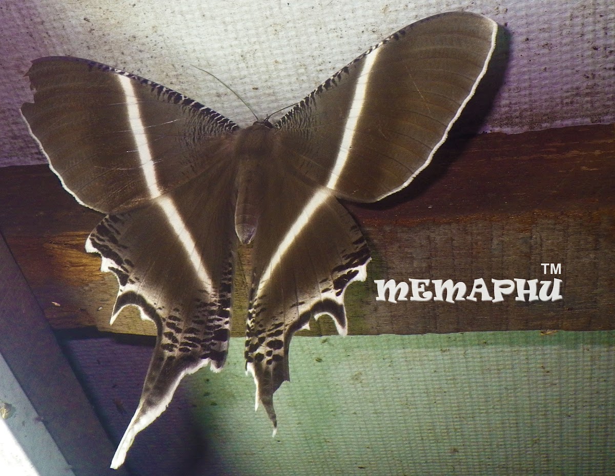 Giant Uraniid Moth