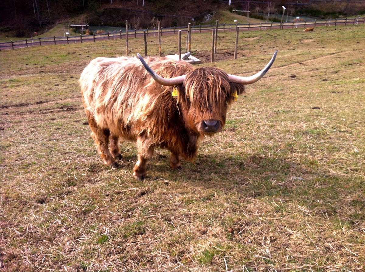 Zottelrind, Highland-cattle