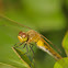 Meadowhawk (female)