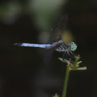 Blue Dasher