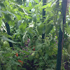 Tomato plant