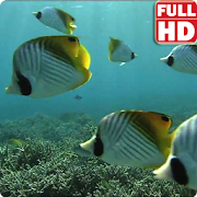Tropical Fish Underwater Live
