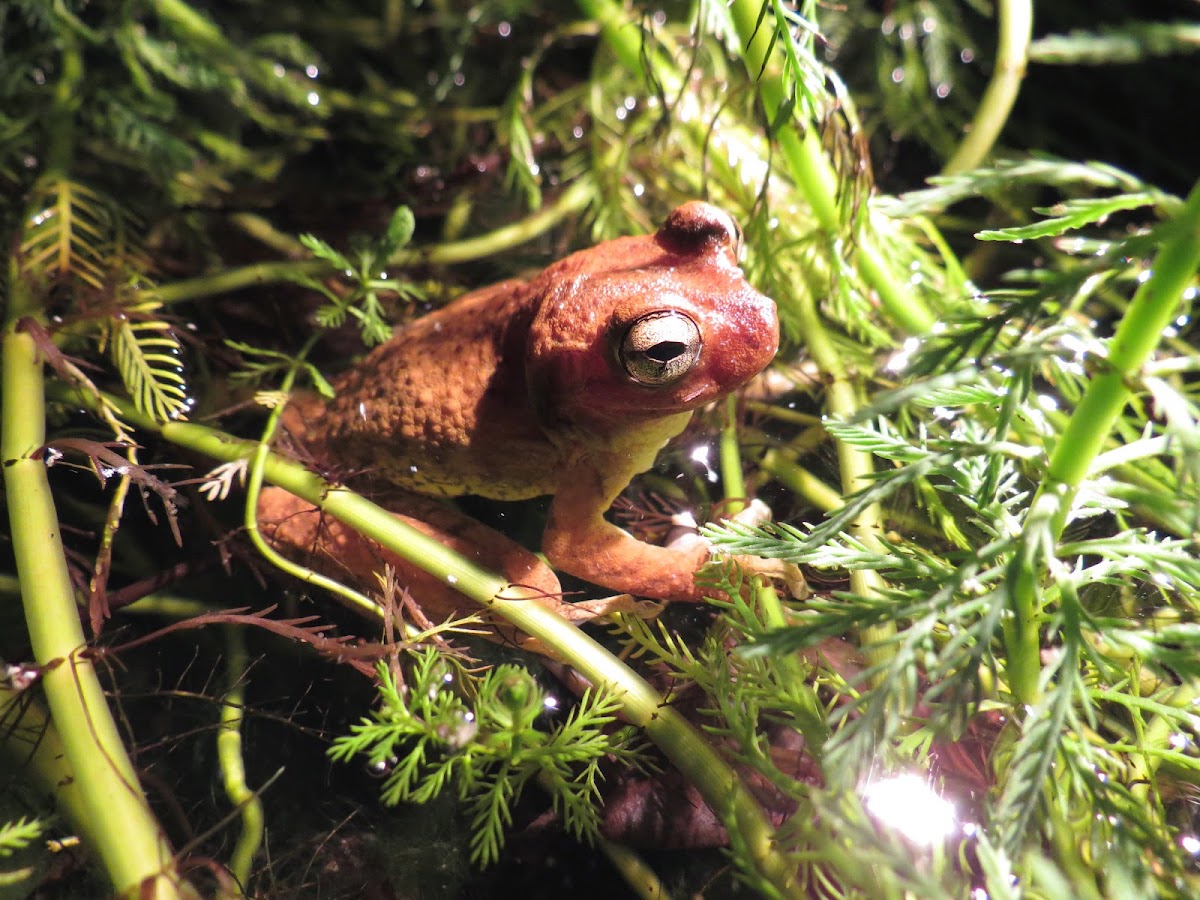 Cuban tree frog