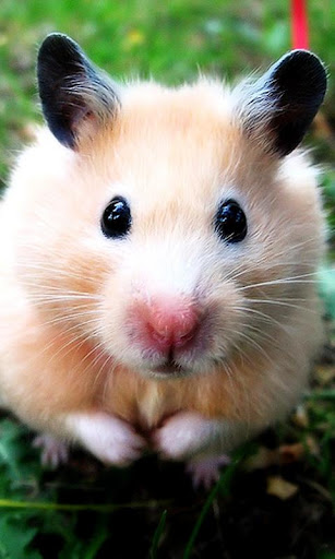 Funny Hamster wallpaper