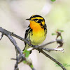 Blackburnian Warbler