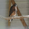 Red-tailed Hawk (captive pair)