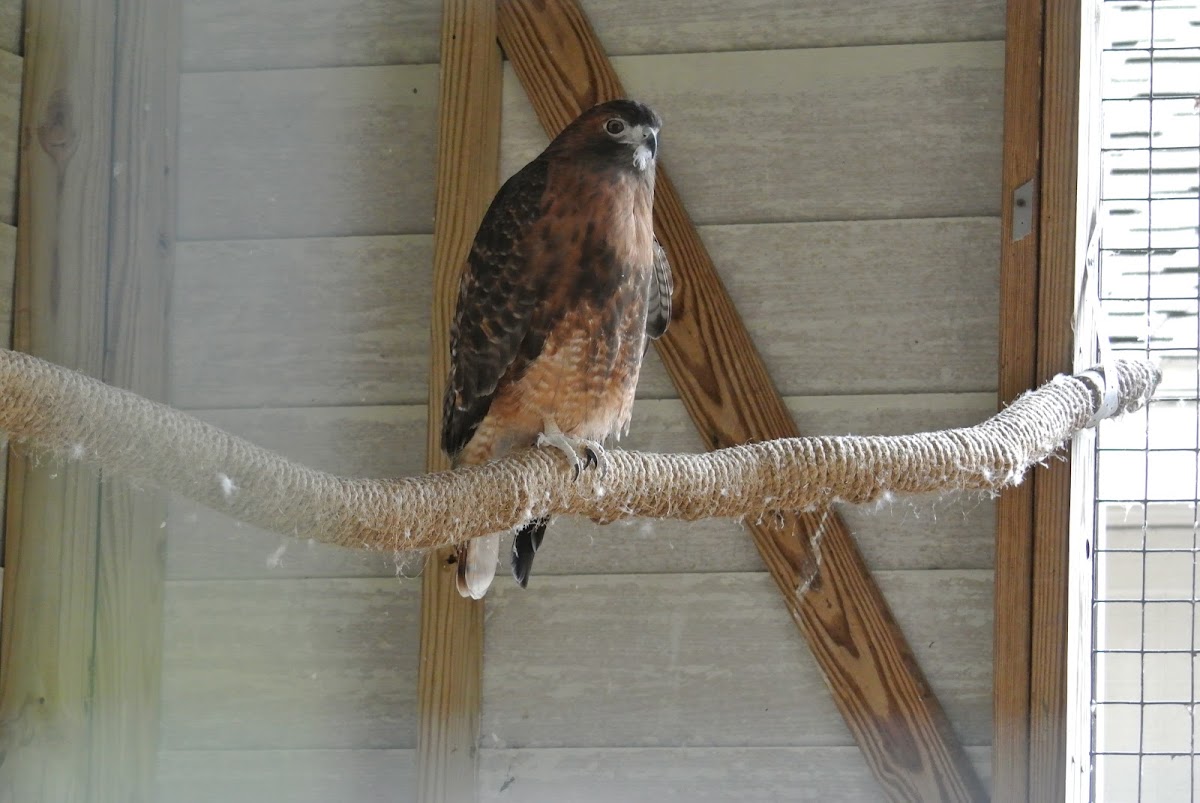 Red-tailed Hawk (captive pair)