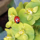 Seven-spot Ladybird on Euphorbia