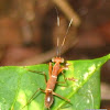 Ant Mantis